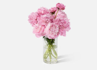 The Peony image number 0